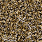 Honey-Bees-23.jpg
