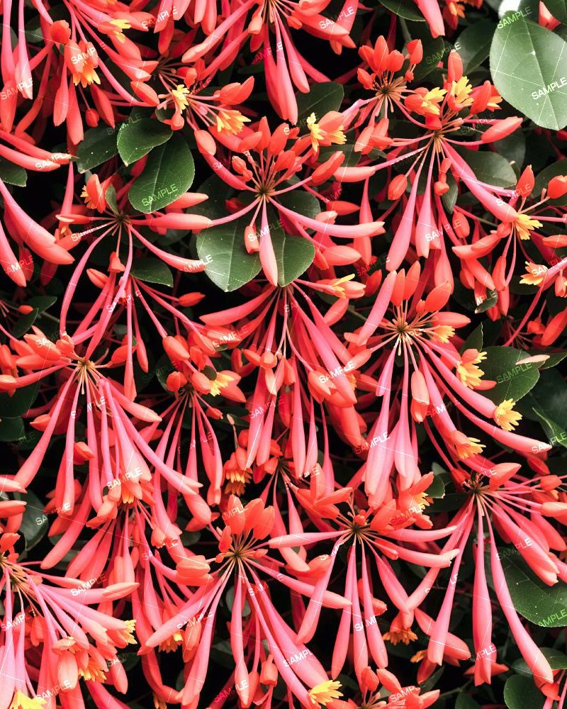 Honeysuckle Flowers