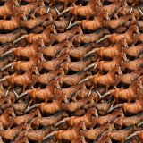 Horse-Herd.jpg