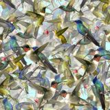 Hummingbirds-23-thumb.jpg