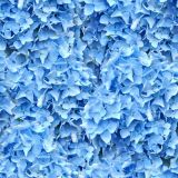 Hydrangea-22.jpg
