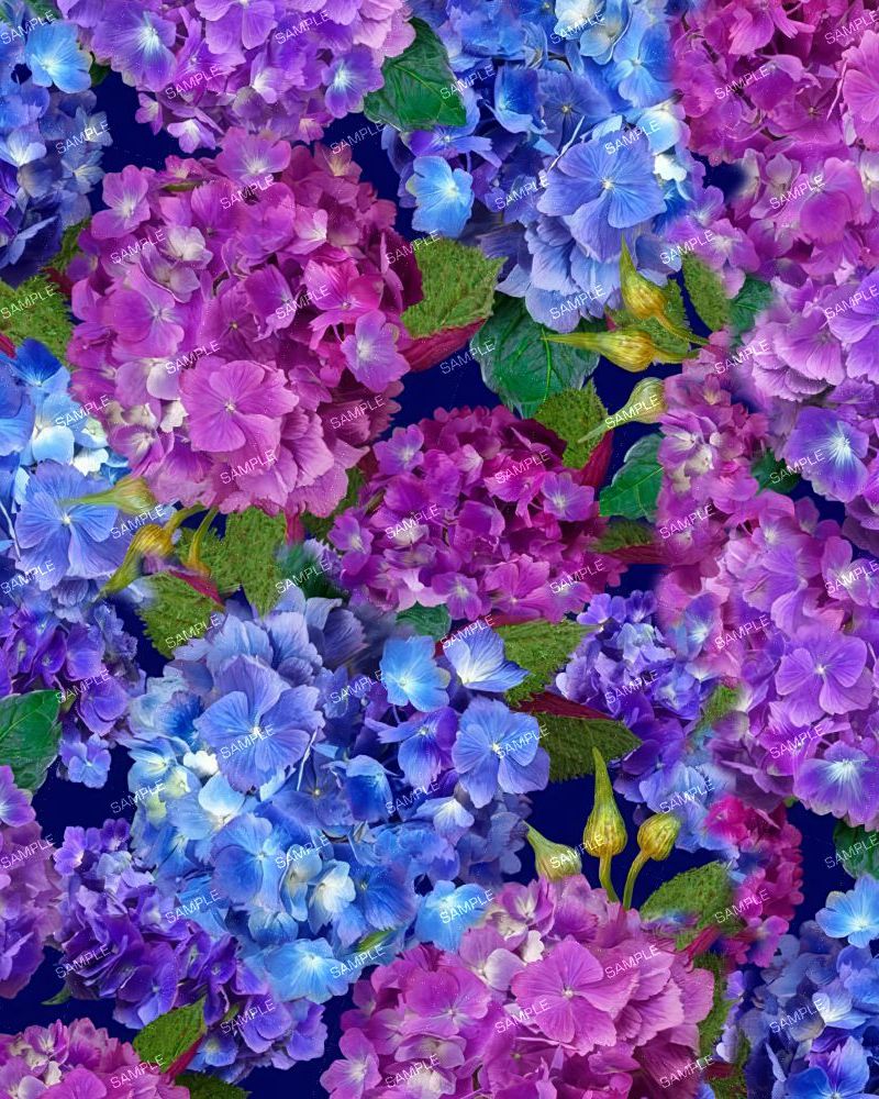 Hydrangeas