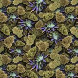 HypnoBud.jpg