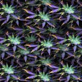 HypnoFlower.jpg