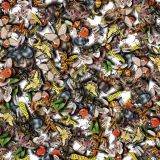 Insects-22-thumb.jpg
