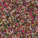 Insects-23.jpg