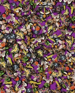 Insects 24