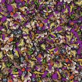Insects-24.jpg