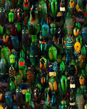 Iridescent Beetles 22