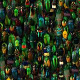 Iridescent-Beetles-22-thumb.jpg