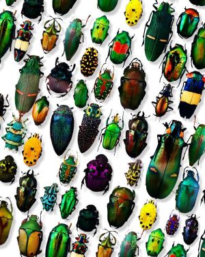 Iridescent Beetles 23