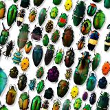 Iridescent-Beetles-23-thumb.jpg