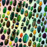Iridescent-Beetles-24-thumb.jpg