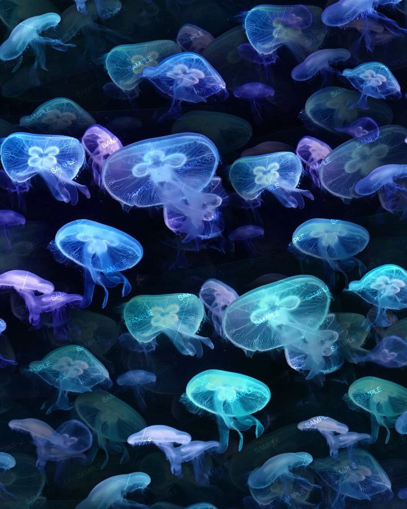 Jellyfish 24