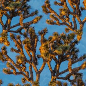 Joshua Tree 22