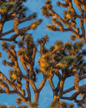 Joshua Tree 22