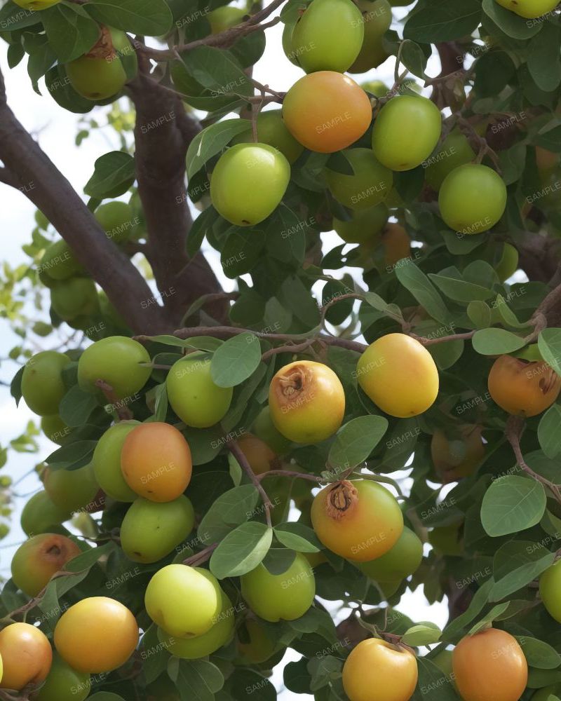 Jujube Tree