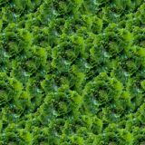 Kale-22.jpg