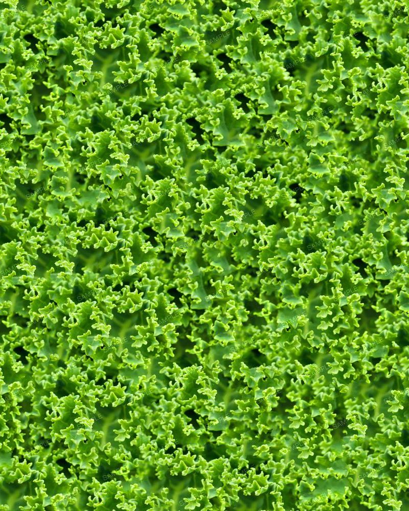 Kale