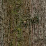 Knotty-Moss-Bark-thumb.jpg