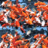 Koi-Feeding-1.jpg