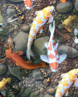 Koi Fish 22