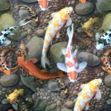 Koi-Fish-22.jpg