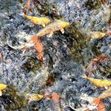Koi-Pond-45.jpg