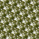 Kush-Jungle-23.jpg