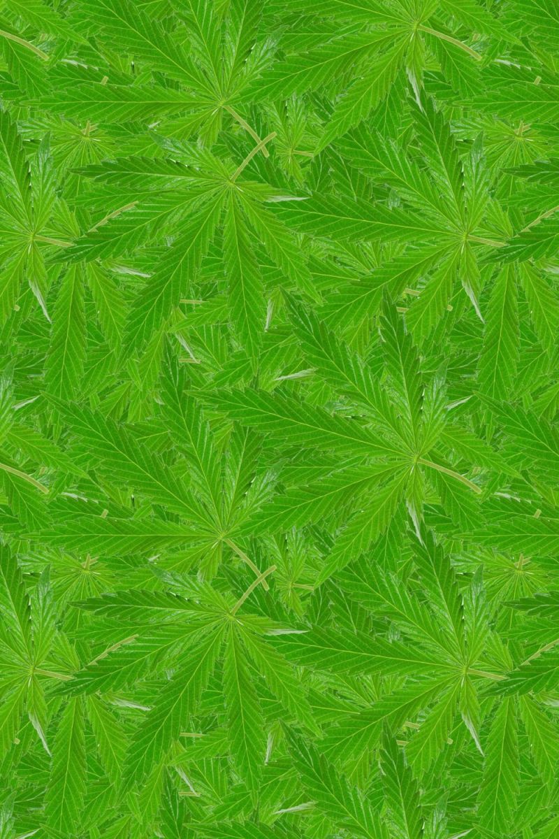 KushOMatic 25