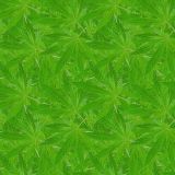KushOMatic-25.jpg