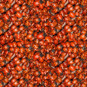 Ladybugs 24