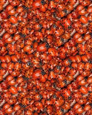 Ladybugs 24