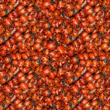 Ladybug-24.jpg