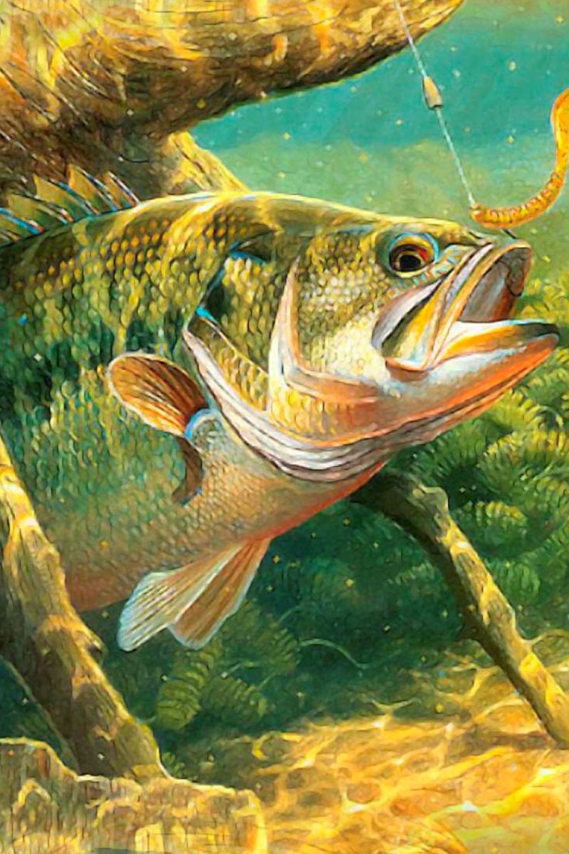 Lake Bass 23