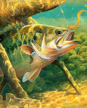 Lake Bass 23