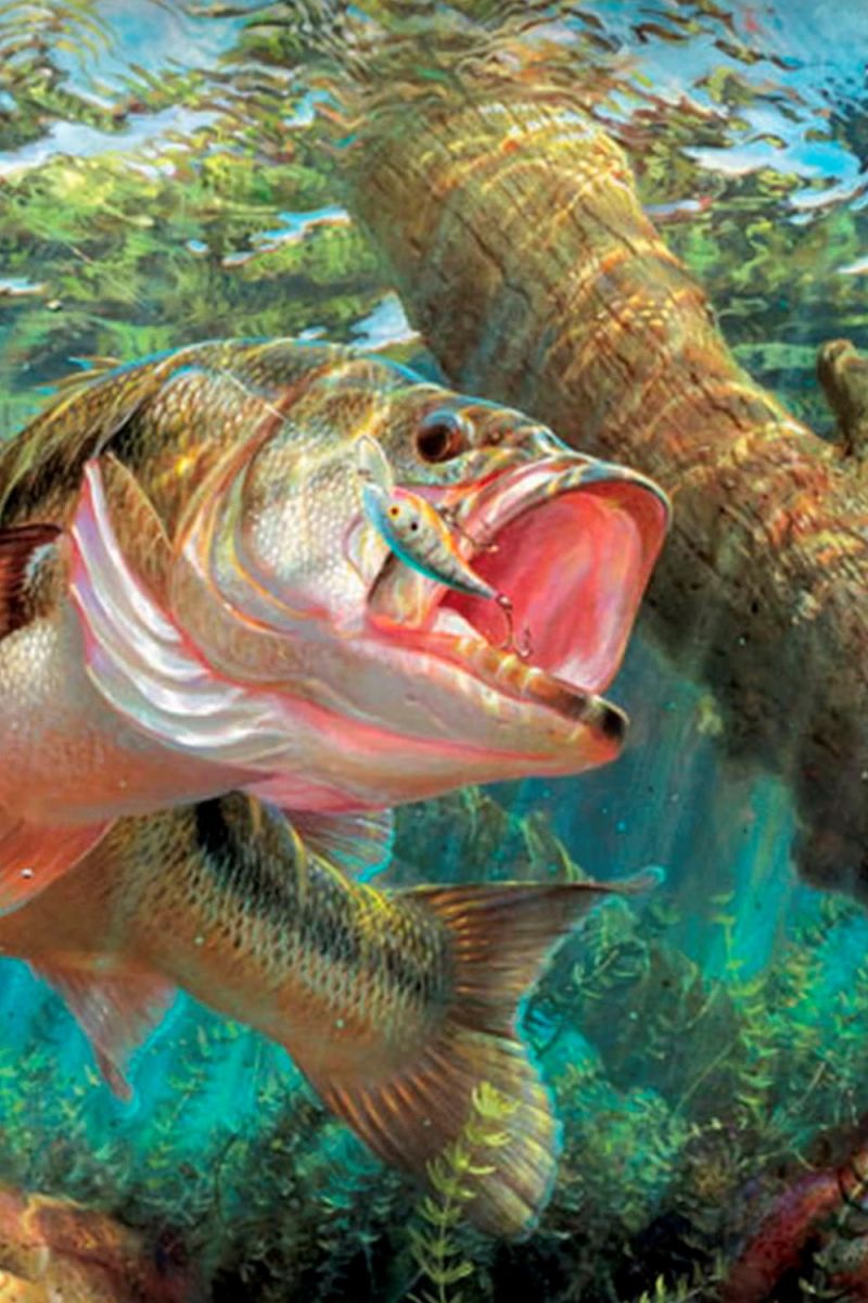 Lake Bass 25