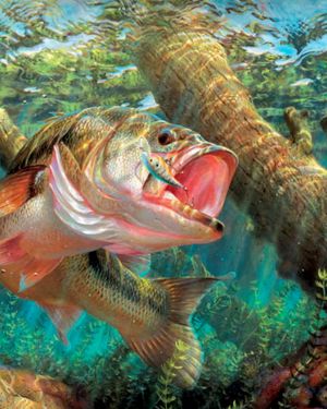 Lake Bass 25