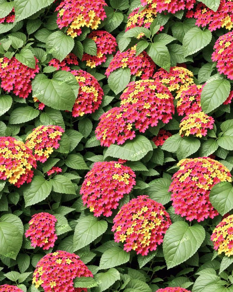 Lantana Flowers