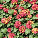 Lantana-Flowers.jpg