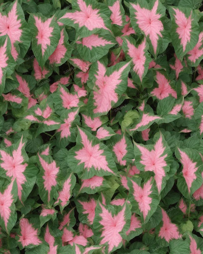 Large Leaf Caladium