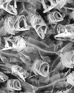 Large Mouth Bass Skeletons