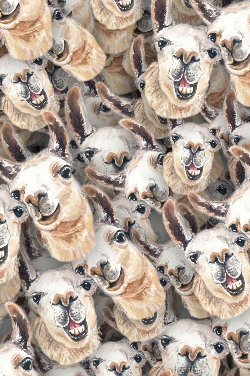 Laughing Llamas