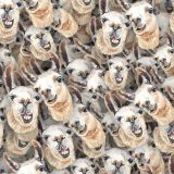 Laughing-Llamas.jpg