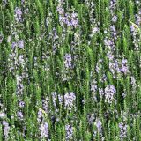 Lavender-Meadow-thumb.jpg