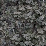 Leaves-22-Camo.jpg