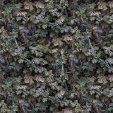 Leaves-22.jpg