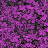 Leaves-23-Camo.jpg