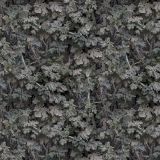 Leaves-23.jpg