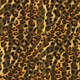 Leopard-Zebra-22.jpg